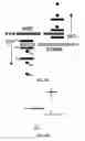 Fig. 25 - METHOD AND SYSTEM FOR NERVE REPAIR, NANOKNIFE, MEMS PLATFORM AND USES THEREOF