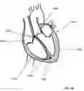 Fig. 64 - Lumen-traveling biological interface device and method of use