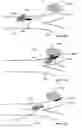 Fig. 69 - Lumen-traveling biological interface device and method of use