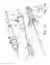 Fig. 02 - Fenestrated intraluminal stent system
