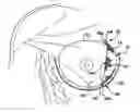 Fig. 01 - IMPLANTABLE PROSTHESIS FOR POSITIONING AND SUPPORTING A BREAST IMPLANT