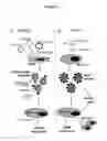 Fig. 03 - HCV coreceptor and methods of use thereof