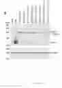 Fig. 16 - HCV coreceptor and methods of use thereof