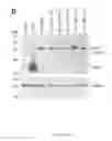 Fig. 19 - HCV coreceptor and methods of use thereof