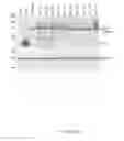 Fig. 22 - HCV coreceptor and methods of use thereof