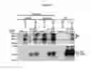 Fig. 25 - HCV coreceptor and methods of use thereof