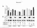 Fig. 28 - HCV coreceptor and methods of use thereof