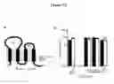 Fig. 30 - HCV coreceptor and methods of use thereof