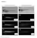 Fig. 05 - METHOD FOR ENHANCING PRODUCTION OF PATHOGEN-RESISTANT PROTEINS USING BIOREACTOR