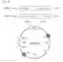 Fig. 04 - Method for Preparation and Purification of Recombinant Proteins