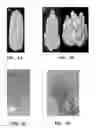 Fig. 02 - Nucleotide sequences encoding RAMOSA3 and Sister of RAMOSA3 and methods of use for same
