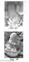 Fig. 05 - Nucleotide sequences encoding RAMOSA3 and Sister of RAMOSA3 and methods of use for same
