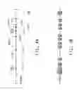 Fig. 07 - Nucleotide sequences encoding RAMOSA3 and Sister of RAMOSA3 and methods of use for same