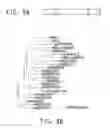 Fig. 08 - Nucleotide sequences encoding RAMOSA3 and Sister of RAMOSA3 and methods of use for same
