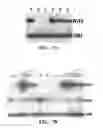Fig. 13 - Nucleotide sequences encoding RAMOSA3 and Sister of RAMOSA3 and methods of use for same