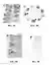 Fig. 15 - Nucleotide sequences encoding RAMOSA3 and Sister of RAMOSA3 and methods of use for same