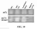 Fig. 17 - Nucleotide sequences encoding RAMOSA3 and Sister of RAMOSA3 and methods of use for same
