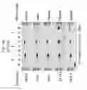 Fig. 20 - Soybean transcription terminators and use in expression of transgenic genes in plants