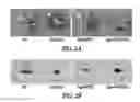 Fig. 03 - HIGH STARCH ACCUMULATION IN PLANTS