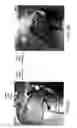 Fig. 06 - METHOD OF MERISTEM EXCISION AND TRANSFORMATION