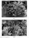 Fig. 02 - Azealea plant named 'MNIHAR018'