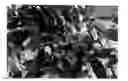 Fig. 01 - Azalea plant named 'MNIHAR017'
