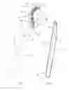 Fig. 02 - ANIMAL TOOTH BRUSH