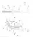 Fig. 03 - ANIMAL TOOTH BRUSH