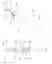 Fig. 07 - ANIMAL TOOTH BRUSH
