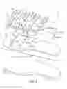 Fig. 04 - Articulating footwear sole