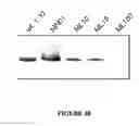 Fig. 22 - MSP nanopores and related methods