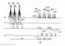 Fig. 01 - Multiplicative increase in MRI data acquisition with multi-band RF excitation pulses in a simultaneous image refocusing pulse sequence