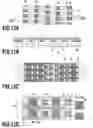 Fig. 13 - Liquid ejection head and ink jet printing apparatus