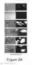 Fig. 05 - System and method for fluorescence guided ingredient specific particle sizing