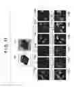 Fig. 10 - Object recognition by comparison of patterns against map of image