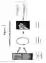 Fig. 03 - Method of controlling the growth of microorganisms by a composition containing isolated or in vitro synthesized nitrosoamides