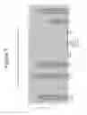 Fig. 08 - Method of controlling the growth of microorganisms by a composition containing isolated or in vitro synthesized nitrosoamides