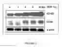 Fig. 06 - COMPOSITIONS, KITS, AND METHODS FOR PROMOTING ISCHEMIC AND DIABETIC WOUND HEALING