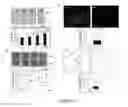 Fig. 07 - COMPOSITIONS, KITS, AND METHODS FOR PROMOTING ISCHEMIC AND DIABETIC WOUND HEALING