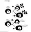 Fig. 04 - PROCESS FOR THE PREPARATION OF A COMPOSITION OF GENETICALLY MODIFIED HEMATOPOIETIC PROGENITOR CELLS