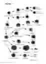 Fig. 05 - PROCESS FOR THE PREPARATION OF A COMPOSITION OF GENETICALLY MODIFIED HEMATOPOIETIC PROGENITOR CELLS