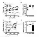 Fig. 01 - Compositions and methods for treating obesity and related disorders by characterizing and restoring mammalian bacterial microbiota