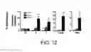 Fig. 15 - Compositions and methods for treating obesity and related disorders by characterizing and restoring mammalian bacterial microbiota