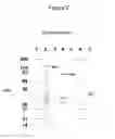 Fig. 03 - Non-cytotoxic protein conjugates