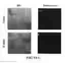 Fig. 09 - Compositions and methods for diagnosing, treating, and preventing prostate conditions