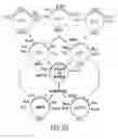 Fig. 07 - NON-SPLICING VARIANTS OF gp350/220