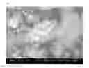Fig. 17 - TRANSITION METAL SILICIDE-SI COMPOSITE POWDER AND METHOD OF MANUFACTURING THE SAME, AND CASIY-BASED POWDER FOR MANUFACTURING TRANSITION METAL SILICIDE-SI COMPOSITE POWDER AND METHOD OF MANUFACTURING THE SAME