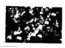 Fig. 01 - Boron nitride particles of spherical geometry and process of making