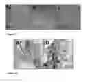 Fig. 10 - Electronic Devices with Protein Layers