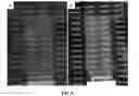 Fig. 08 - Coatings